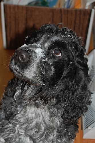 Sample of English cocker spaniel