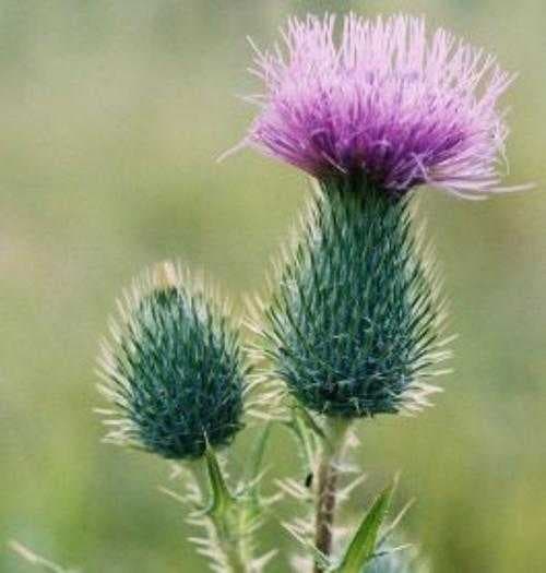 Sample of Spear thistle