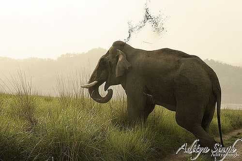 Sample of Indian elephant