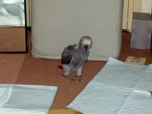 Sample of African grey