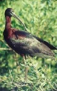 Sample of Ibis