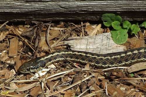 Sample of Garter snake