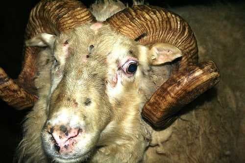 Sample of Ram