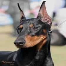 Sample of Doberman