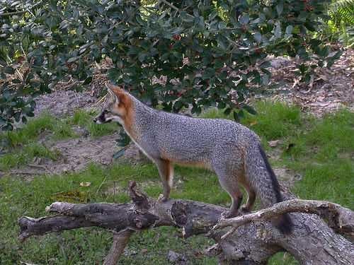 Sample of Grey fox