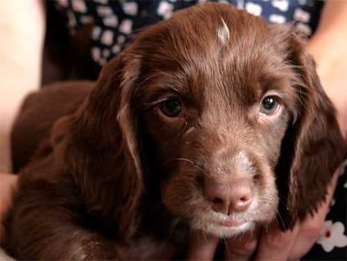 Sample of Sussex spaniel