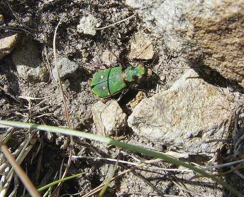 Sample of Tiger beetle