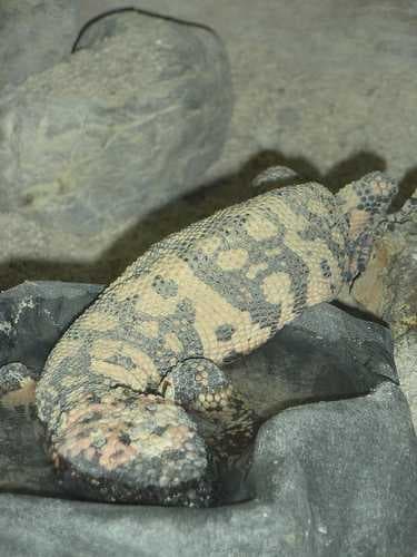 Sample of Gila monster