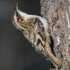 Sample of Brown crepper
