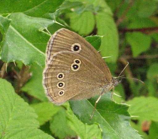 Sample of Ringlet