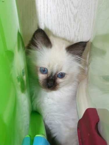 Sample of Birman
