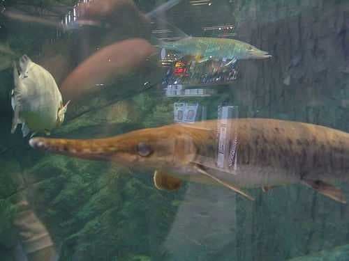 Sample of Gar