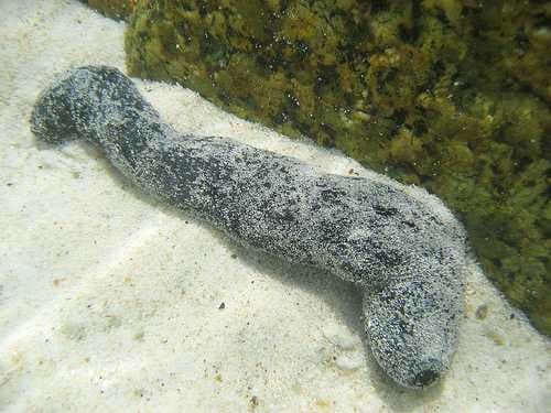 Sample of Sea cucumber