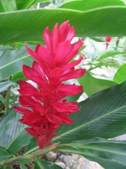 Red ginger image dataset preview