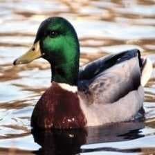 Sample of Mallard duck