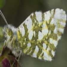 Sample of Large