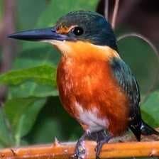 Sample of Pygmy kingfisher