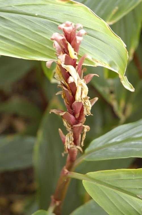 Sample of Cautleya spicata