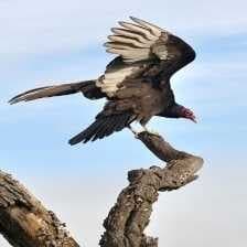 Sample of Turkey vulture