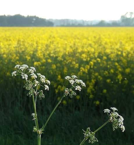 Sample of Rapeseed