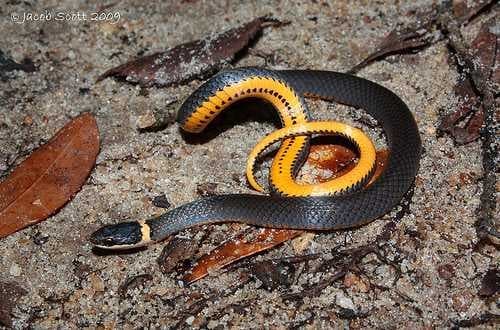 Sample of Ringneck snake