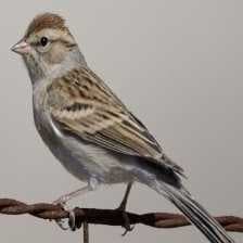 Sample of Chipping sparrow