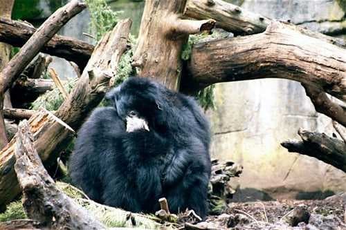 Sample of Sloth bear