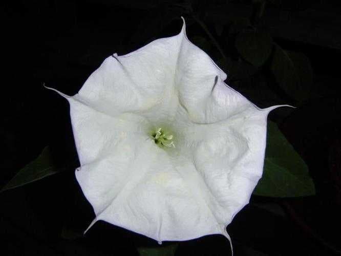 Sample of Thorn apple