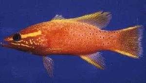 Sample of Bass