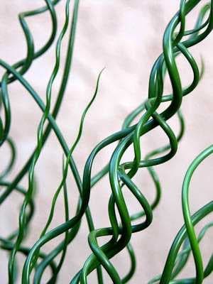 Sample of Spiralled
