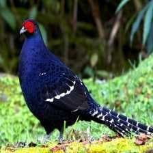 Sample of Mikado pheasant