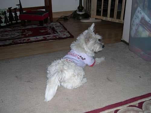 West highland white terrier image dataset preview