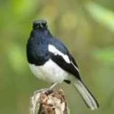 Sample of Eurasian magpie