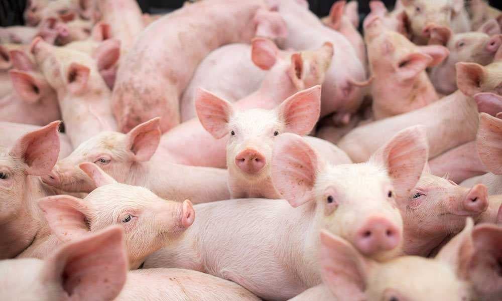 Sample of Pig