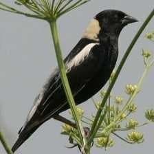 Bobolink image dataset preview