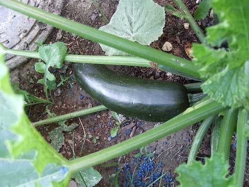 Sample of Zucchini