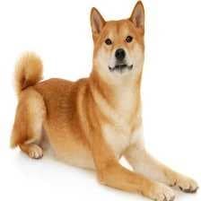 Sample of Shiba inu