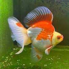 Sample of Goldfish
