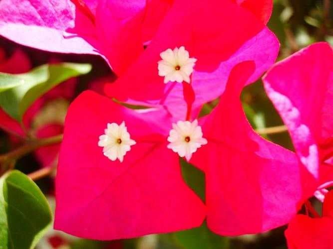 Sample of Bougainvillea