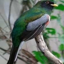 Sample of Elegant trogon