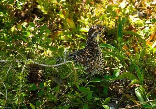 Sample of Ruffed grouse