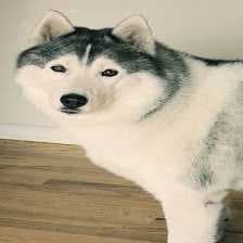 Sample of Siberian husky