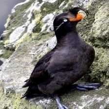 Sample of Crested auklet