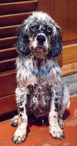 Sample of English setter