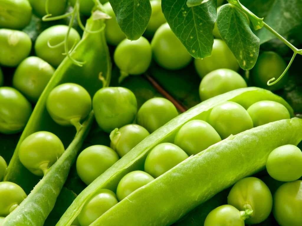 Peas image dataset preview