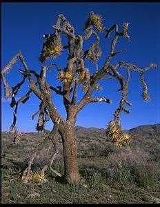 Sample of Joshua tree