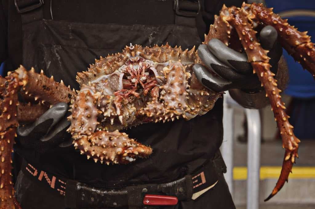 Crab image dataset preview