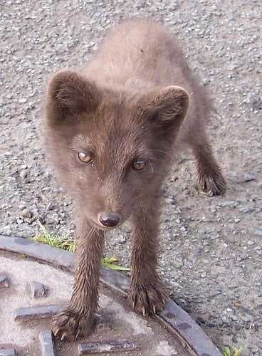 Sample of Arctic fox