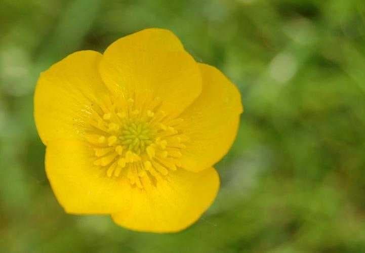 Sample of Buttercup