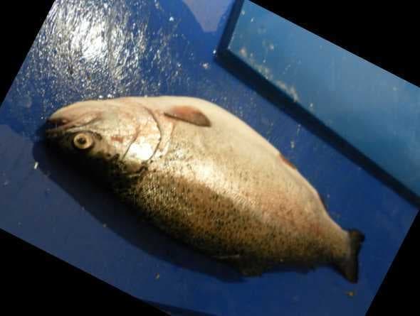 Trout image dataset preview